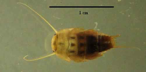 roachfly
